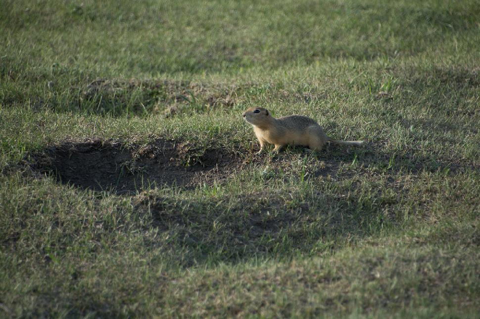 Broadside gopher