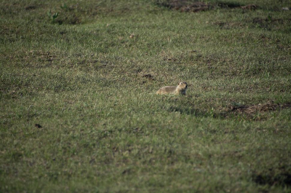 Gopher above ground