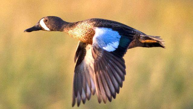 Blue-winged teal