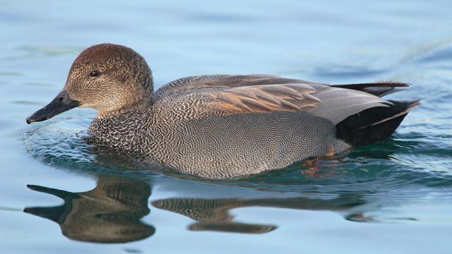 Gadwall