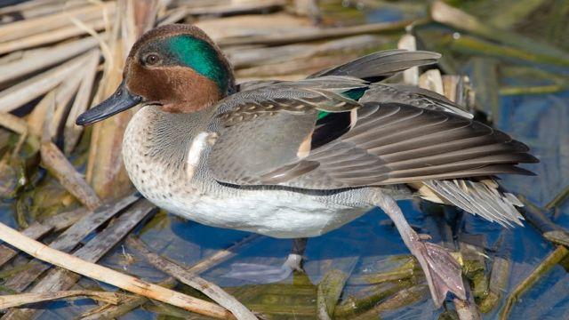 Green-winged teal