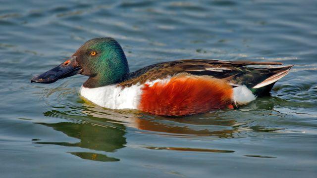 Northern Shoveler