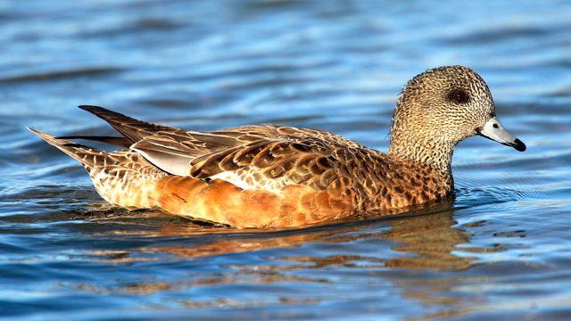 Wigeon