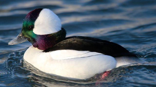Bufflehead