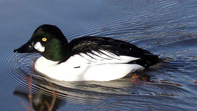 Goldeneye