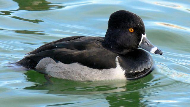 Ring-necked duck