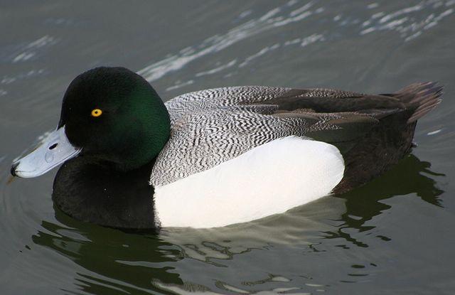 Scaup