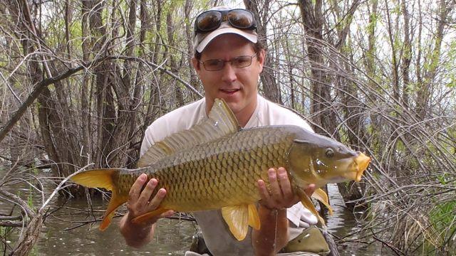 Credit: McTage. McTage hoists a hefty carp taken in skinny water.