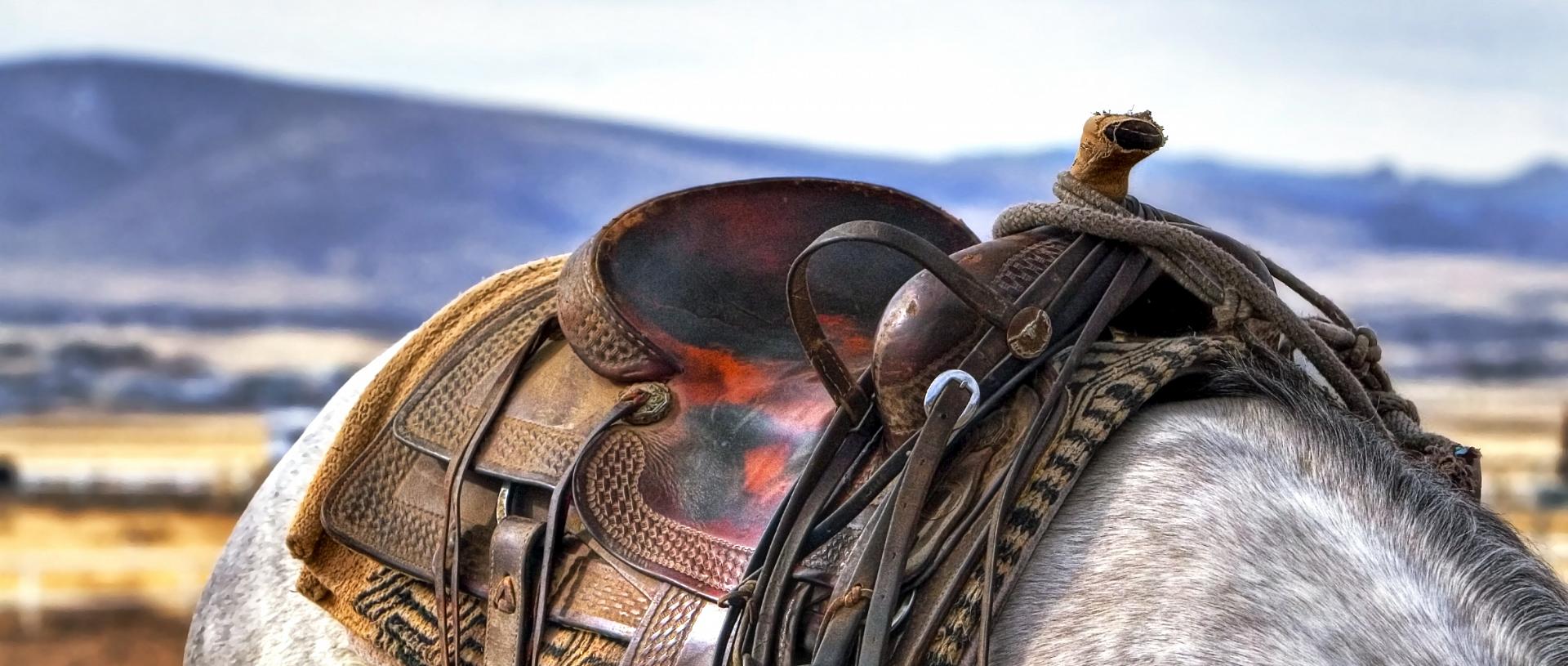 Saddle on the back of a horse