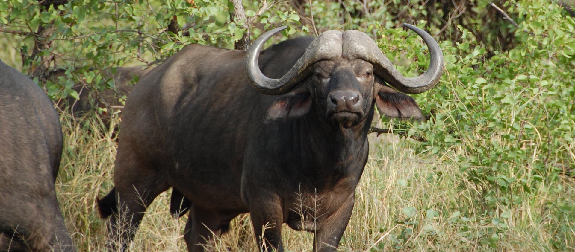 Buffalo Buffalo bssp28ubk