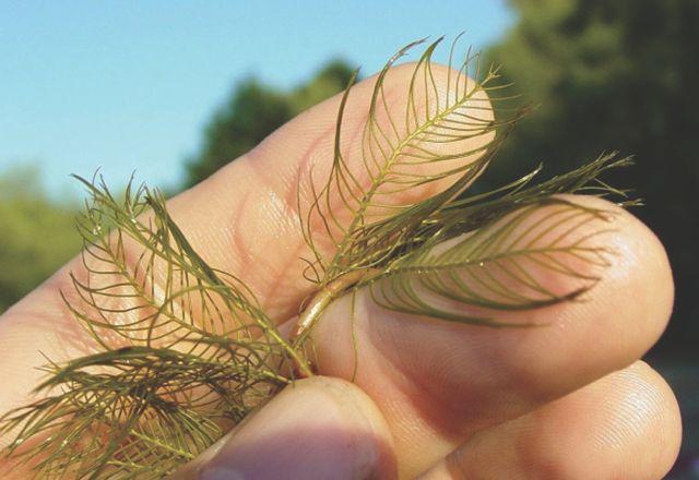 Eurasian water milfoil