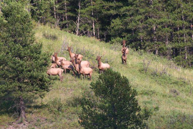 Elk