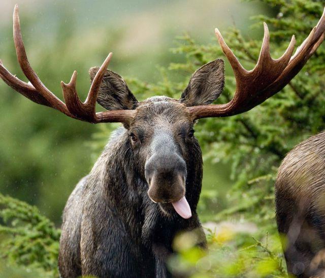 Bull moose