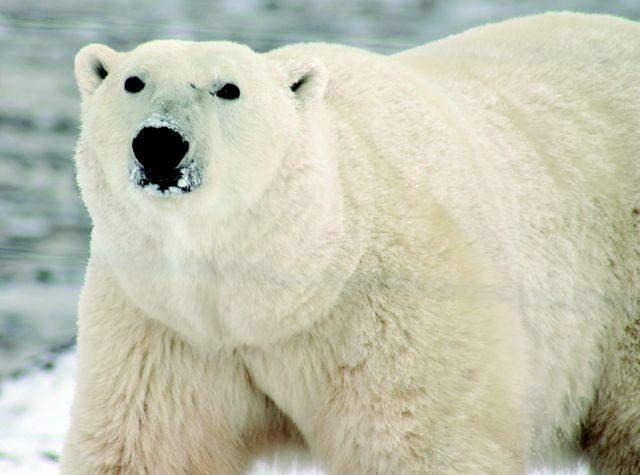 Polar bear