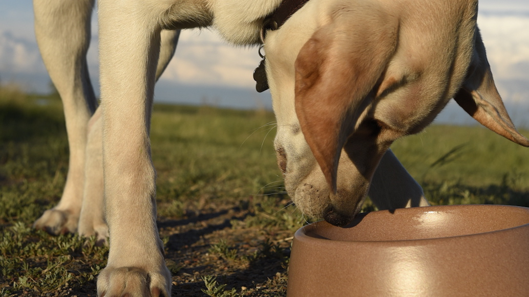 Feeding your gundog: Are you doing it right?