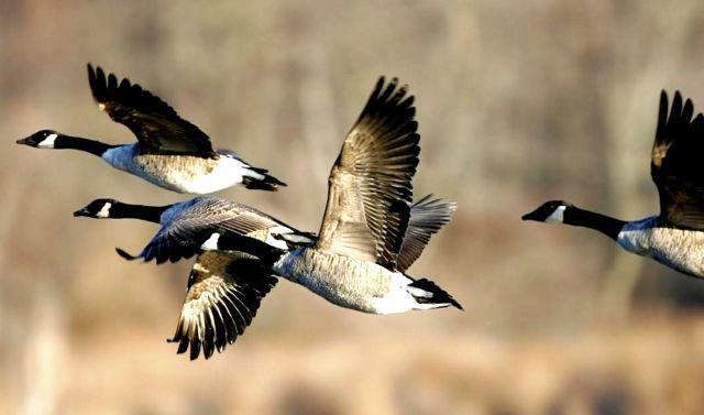 Canada geese