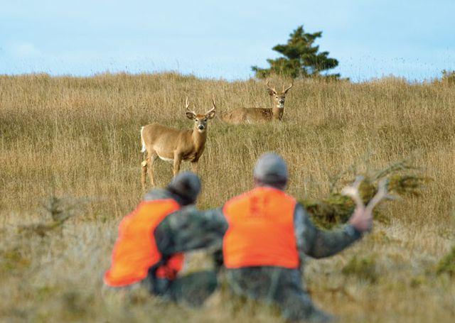 Hunters and white-tailed deer