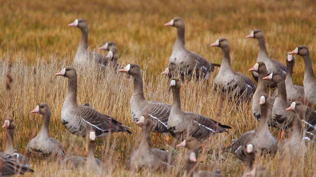 White-fronted geese