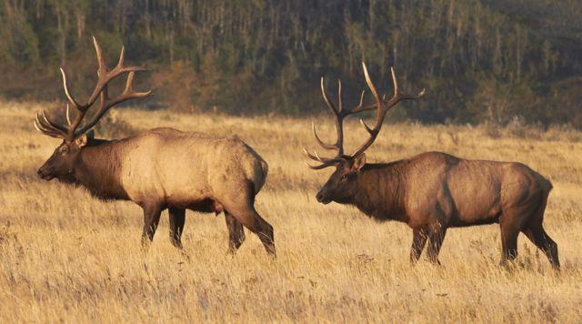 Elk