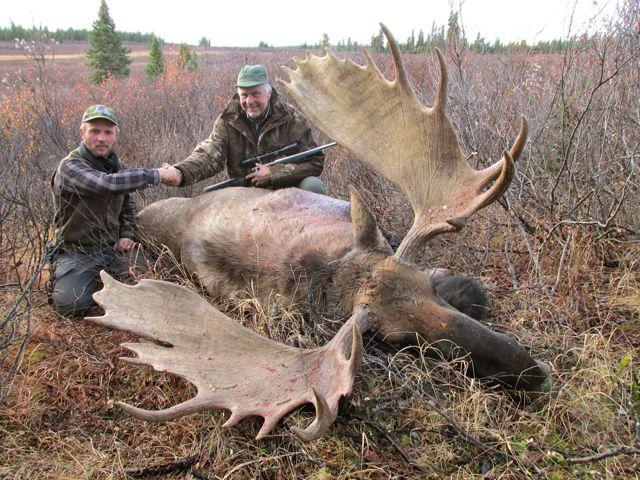 Alaska-Yukon moose