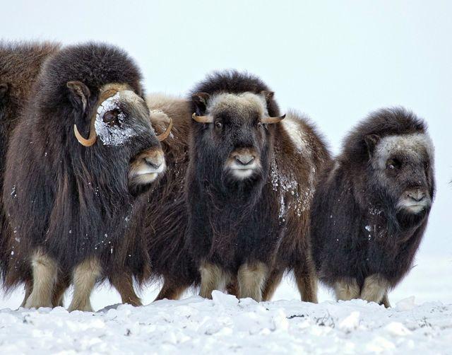 Muskoxen