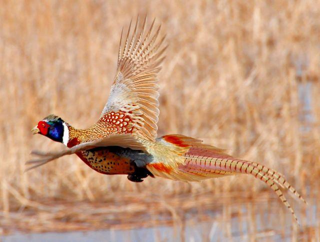 Ring-necked pheasant