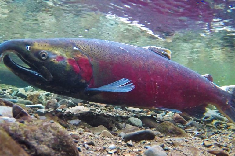 Via BLM of OR and WA