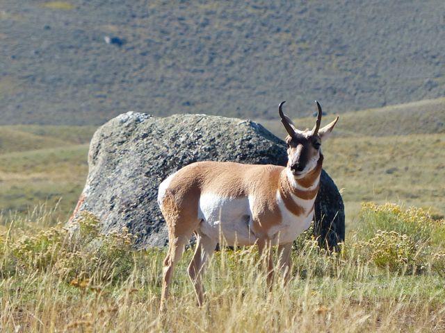 Pronghorn antelope