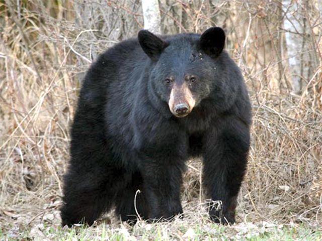 Black Bear