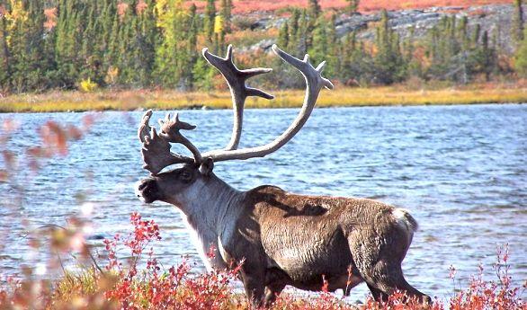 Caribou