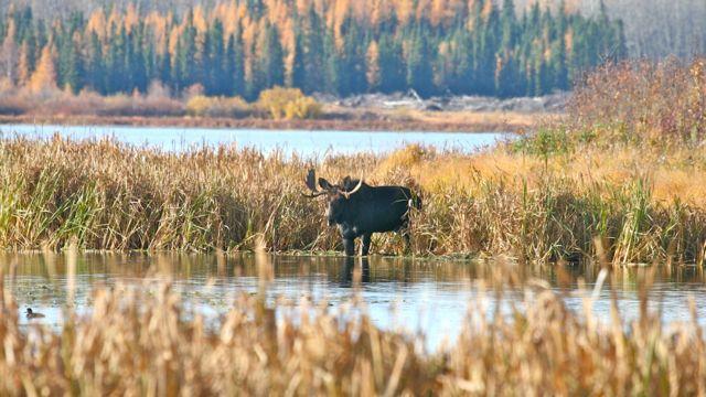 Food-filled wetlands are moose magnets during the pre-rut. Credit: Brad Fenson.