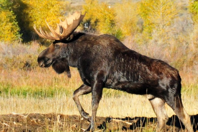 Via USFWS Mountain-Prairie