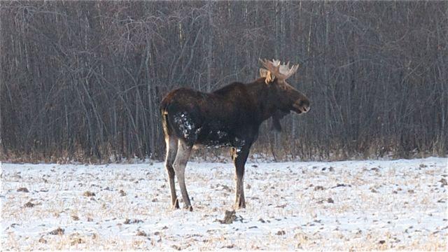 Post-rut bulls seek thermal cover, good browse and water. Credit: Gerry.