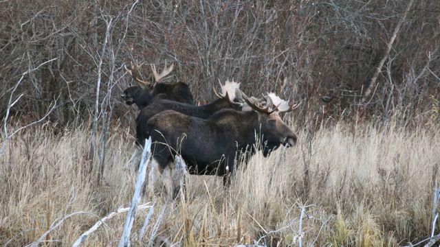 Bulls often join small bachelor groups once the rut ends. Credit: Brad Fenson.