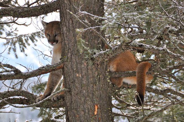 Well-trained hounds can readily tree a big cougar. Credit: T.J. Schwanky.