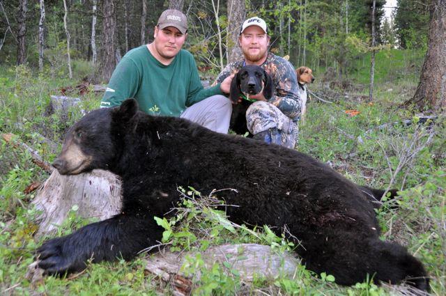 Chasing bears with hounds can lead to unpredictable encounters. Credit: T.J. Schwanky.