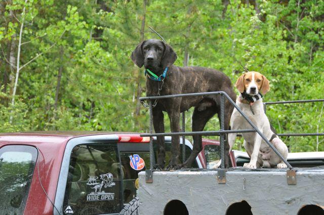 "Strike dogs" waiting to pick up a scent. Credit: T.J. Schwanky.