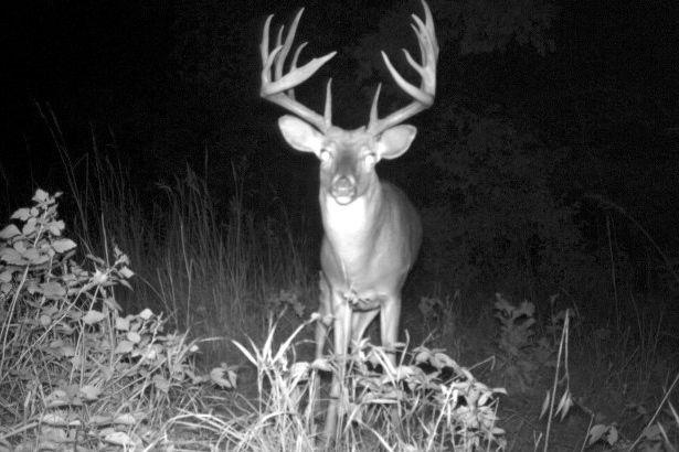 Buck