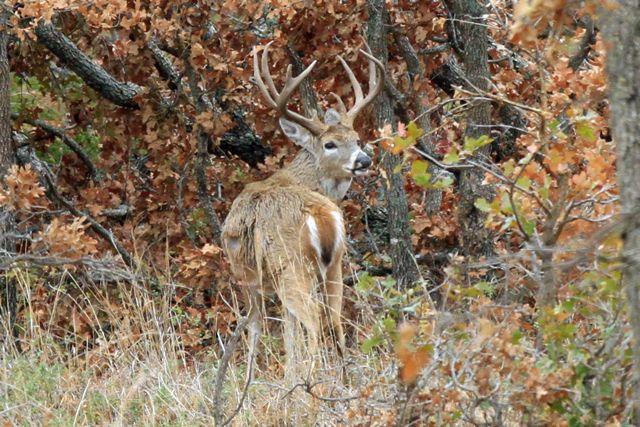 Buck