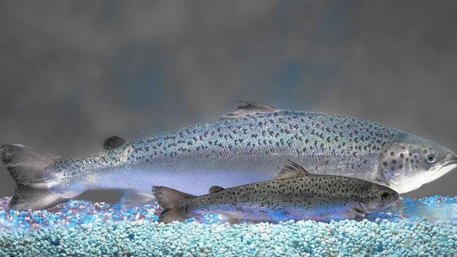 Atlantic salmon