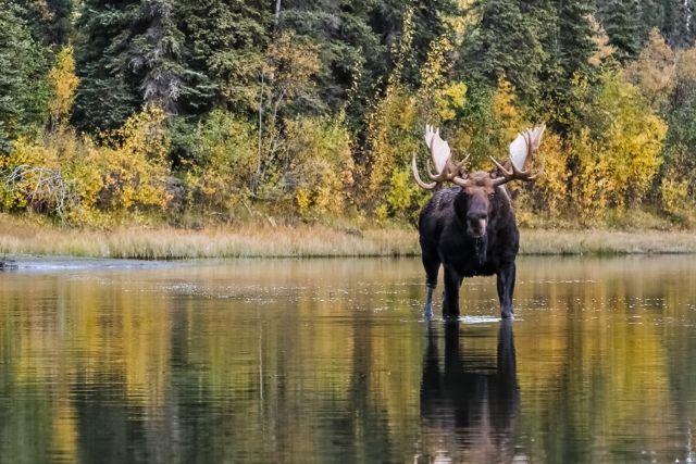 A big bull greets the hunting party. Credit: Cody Altizer.