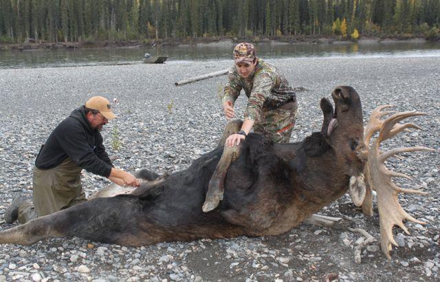 Guide Brian Arguin and cameraman Cody Altizer begin field dressing the author’s bull. Credit: Cody Altizer.