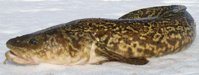 Though homely, burbot are tough fighters and great table fare. Credit: Brad Fenson.