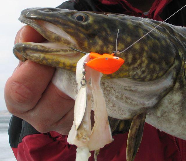 A ReelBait Flasher Jig tipped with steaked ciscoe belly is deadly. Credit: Jeff Matity.