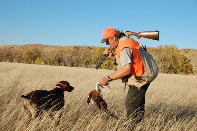 Credit: Ken Bailey. When hunting pheasants over a dog, the key to success is patience.