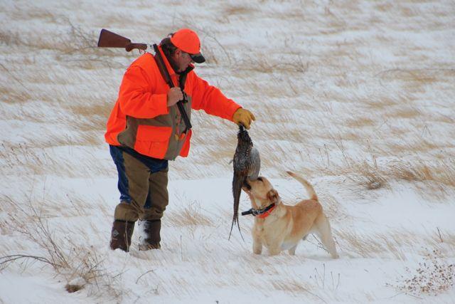 Credit: Ken Bailey. Release hunts make for great winter wingshooting.