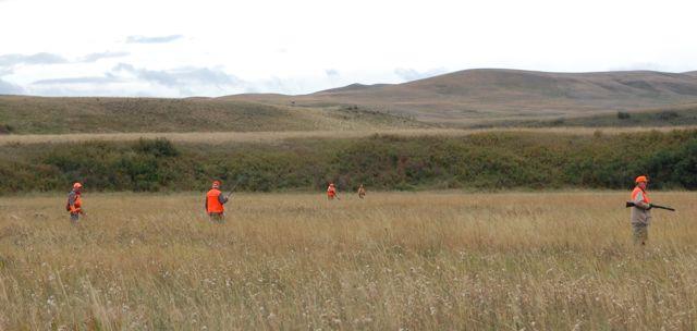 Credit: Ken Bailey. Flushes can come quickly during group hunts, making it important to wear blaze orange.