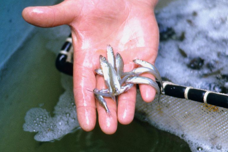 Minnows in a hand