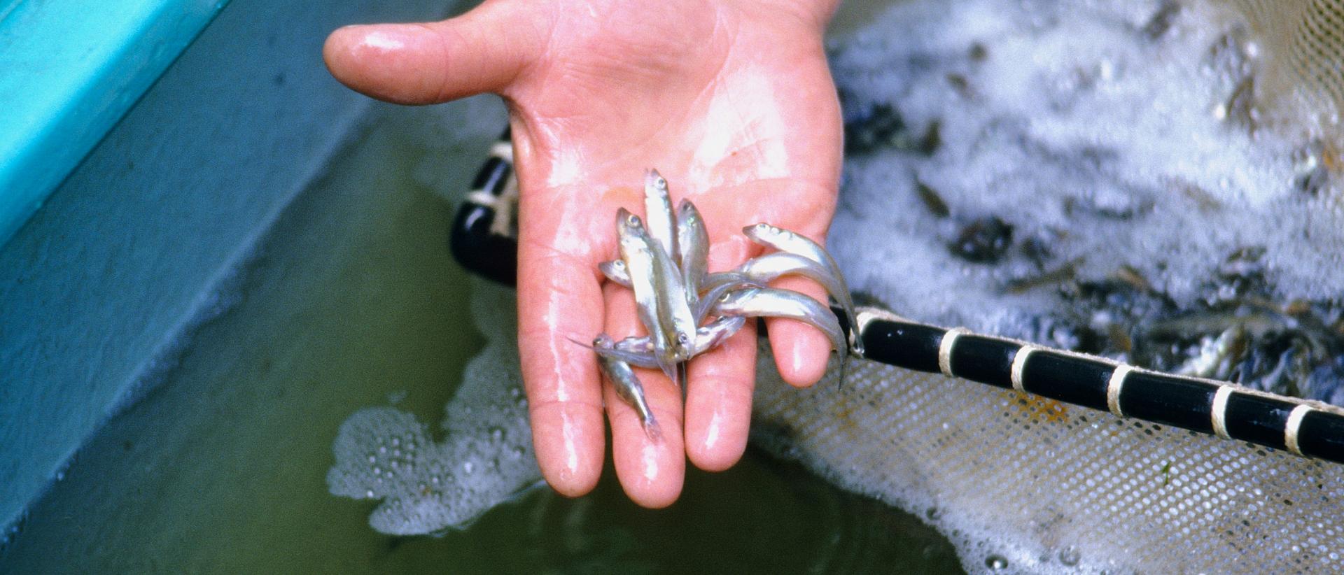 Minnows in a hand