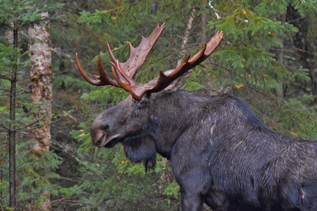 Moose